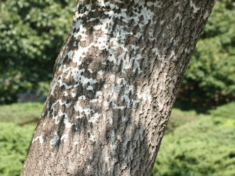 Populus alba