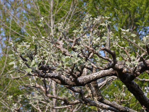 Populus alba