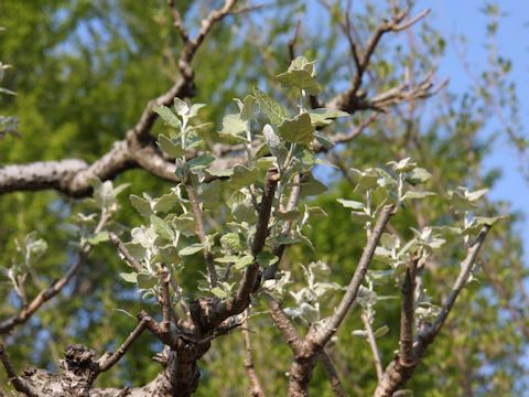 Populus alba