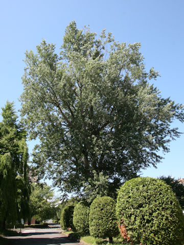 Populus alba