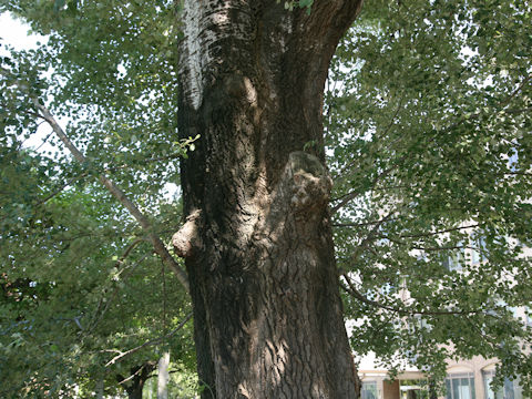 Populus alba