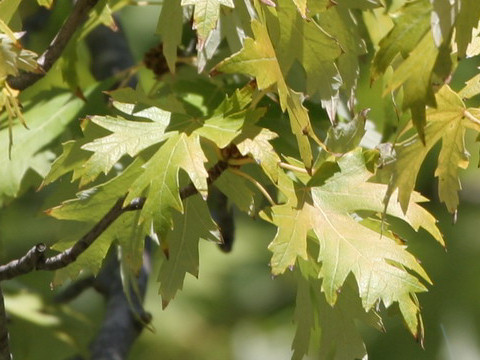 Acer saccharinum