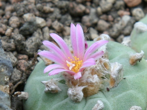 Lophophora williamsii var. decipiens