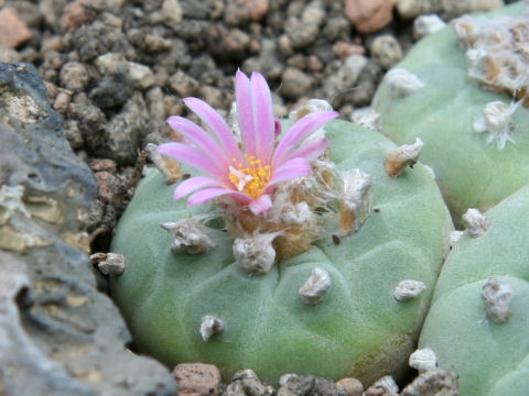 Lophophora williamsii var. decipiens