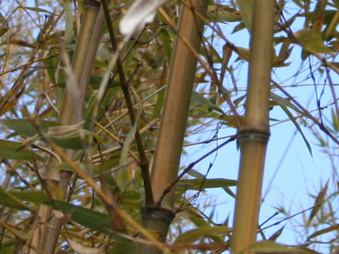 Phyllostachys bambusoides cv. Castilloni-inversa