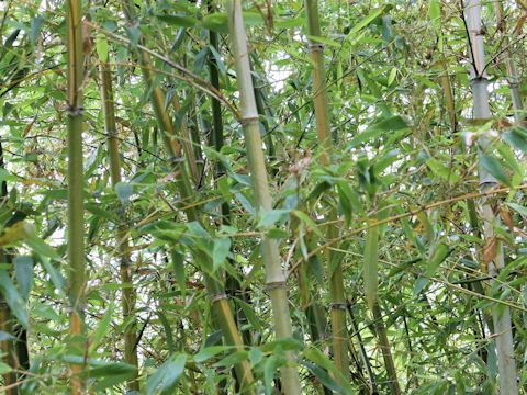 Phyllostachys bambusoides cv. Castilloni-inversa