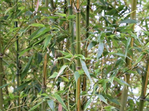 Phyllostachys bambusoides cv. Castilloni-inversa