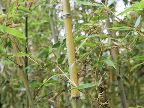 Phyllostachys bambusoides cv. Castilloni-inversa