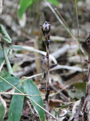 Monotropa uniflora