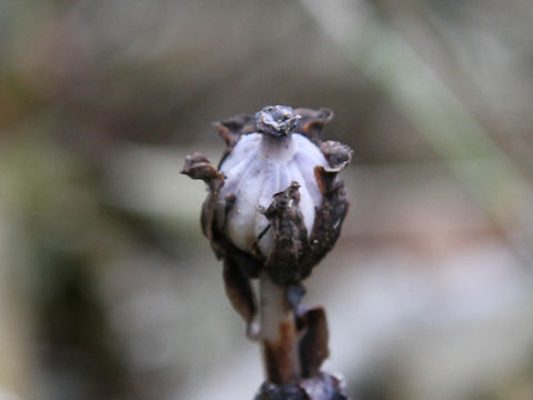 Monotropa uniflora