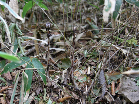 Monotropa uniflora