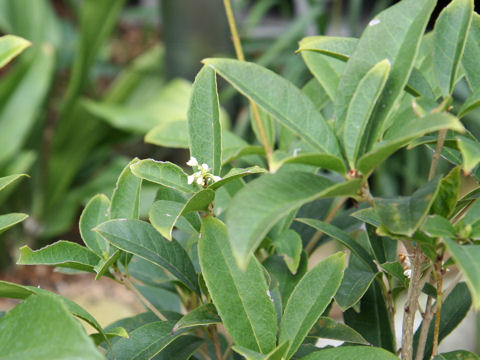 Osmanthus fragrans var. fragrans