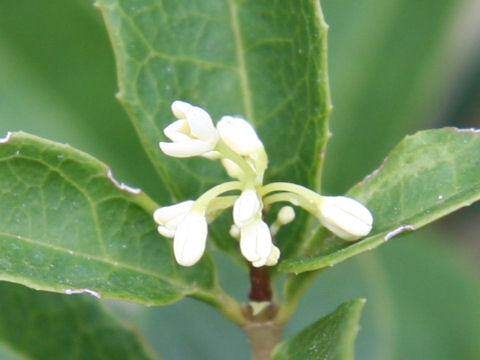 Osmanthus fragrans var. fragrans