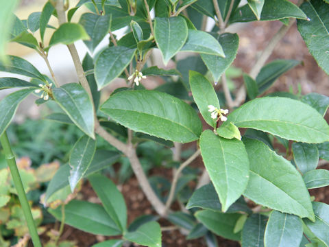 Osmanthus fragrans var. fragrans