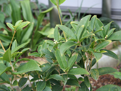 Osmanthus fragrans var. fragrans