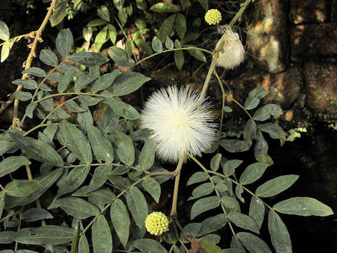 Leucaena leucocephala