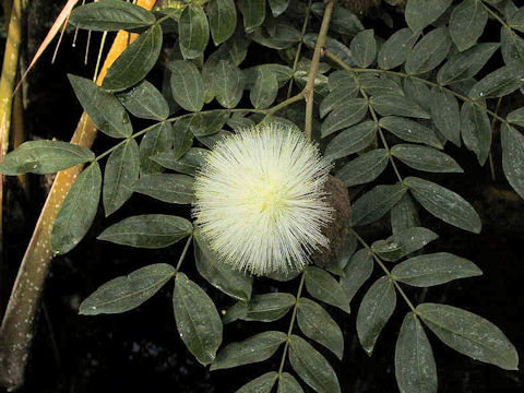 Leucaena leucocephala