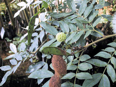 Leucaena leucocephala