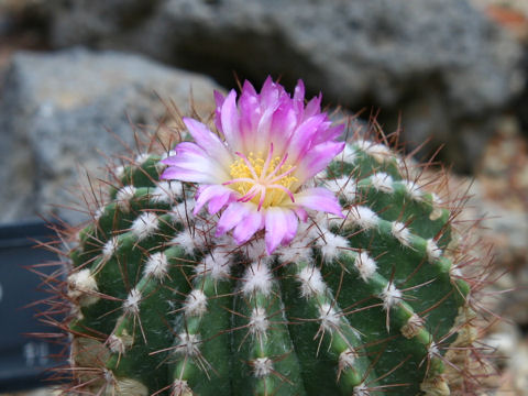 Neoporteria nidus