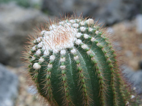 Neoporteria nidus