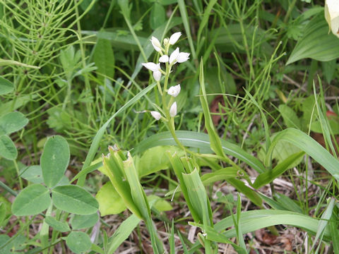 Cephalanthera erecta