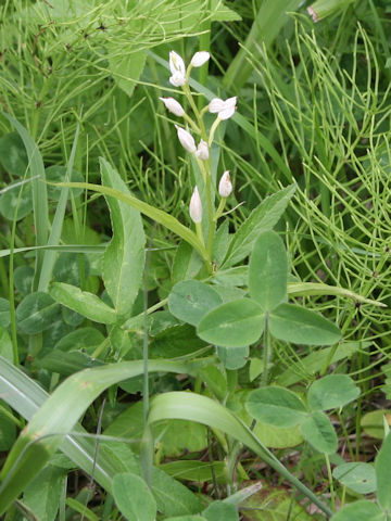 Cephalanthera erecta