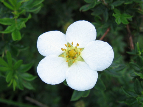 Dasiphora fruticosa var. mandshurica