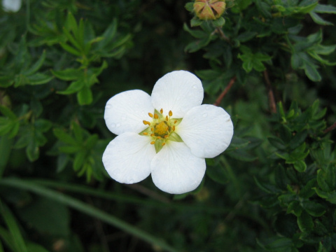 Dasiphora fruticosa var. mandshurica