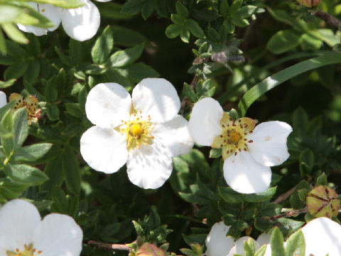 Dasiphora fruticosa var. mandshurica