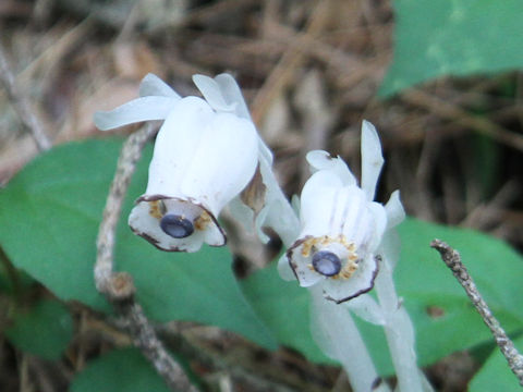 Monotropastrum humile