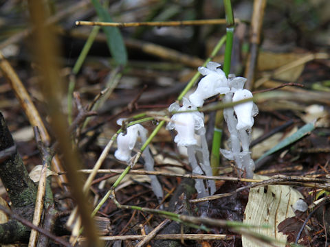 Monotropastrum humile