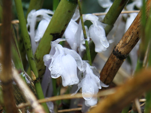 Monotropastrum humile