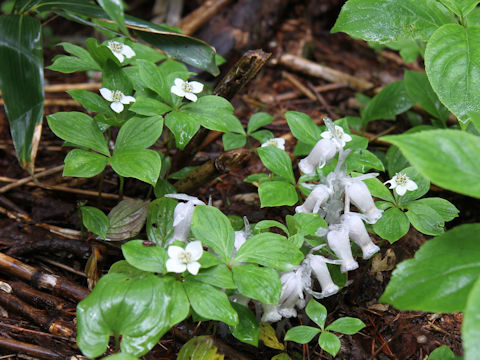 Monotropastrum humile