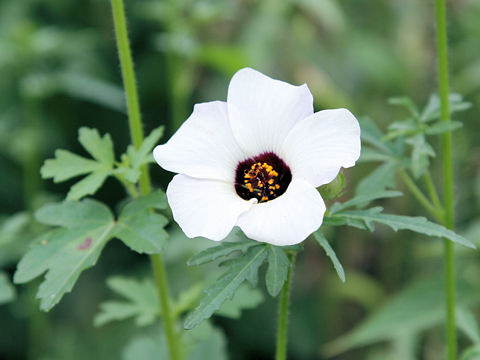 Hibiscus trionum