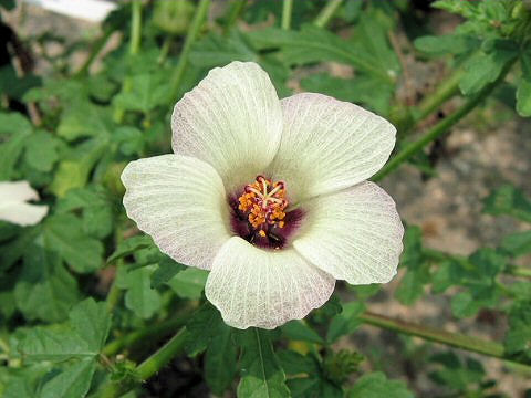 Hibiscus trionum