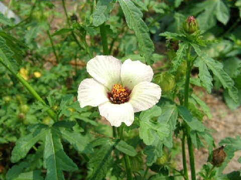 Hibiscus trionum