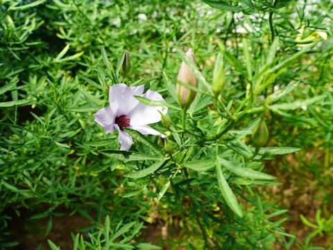 Hibiscus trionum