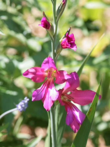 Gladiolus byzantinus