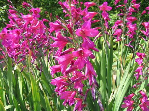 Gladiolus byzantinus