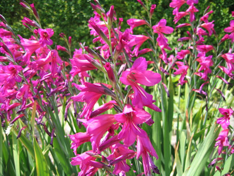 Gladiolus byzantinus