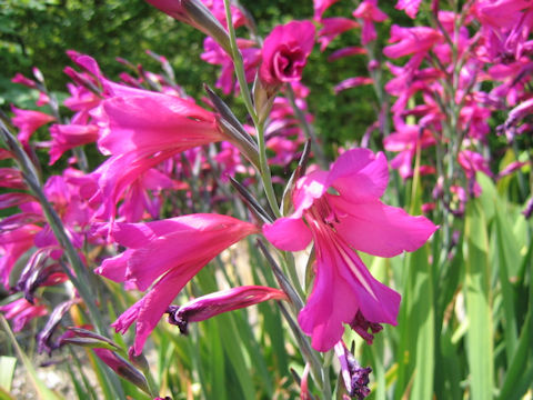 Gladiolus byzantinus