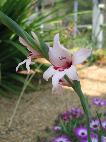 Gladiolus carneus