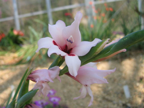 Gladiolus carneus