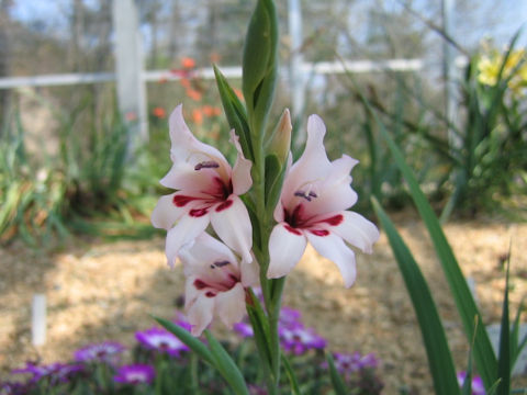 Gladiolus carneus