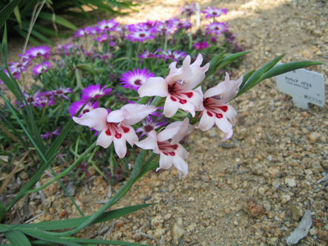 Gladiolus carneus