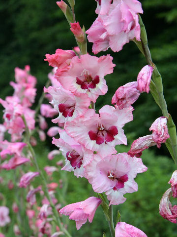 Gladiolus hybridus