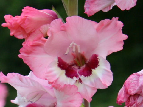 Gladiolus hybridus