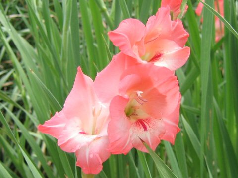 Gladiolus hybridus