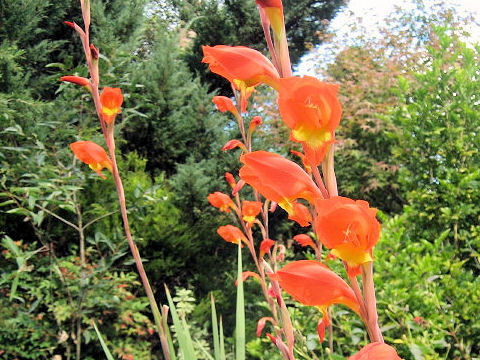 Gladiolus hybridus