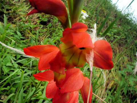 Gladiolus hybridus